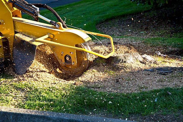 Best Emergency Storm Tree Removal  in Lorane, PA